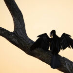 A preen and a chat by Murray McEachern