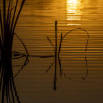 Reed Reflections by Betty Bibby