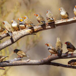 A Gathering of finches by Trevor Bibby