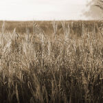 Harvest in the Mist by Anne Wilson