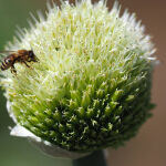 Bee on Allium by Anne Wilson