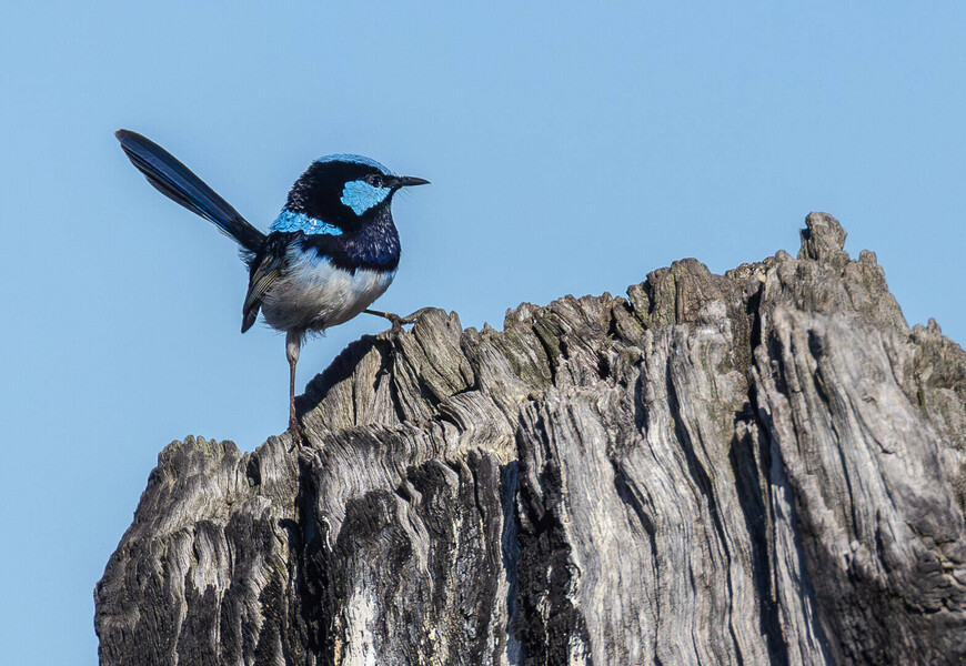 Birdy bird by Frank Carroll 1st Place EDPI Nature 2024