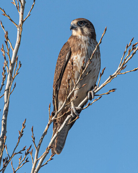 Brown Falcon by Carol Hall 1st Place Large Print Nature 2024