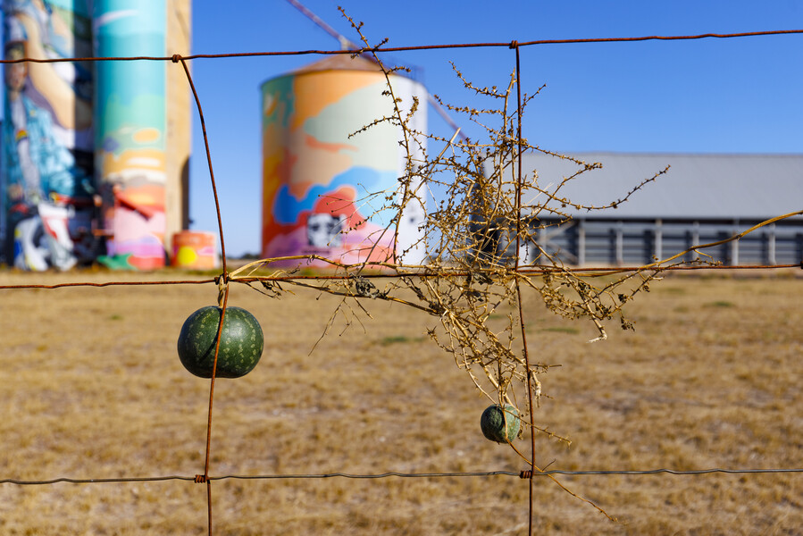 Large Print Portfolio  My Silo Art Trail by Anne Carroll First Place